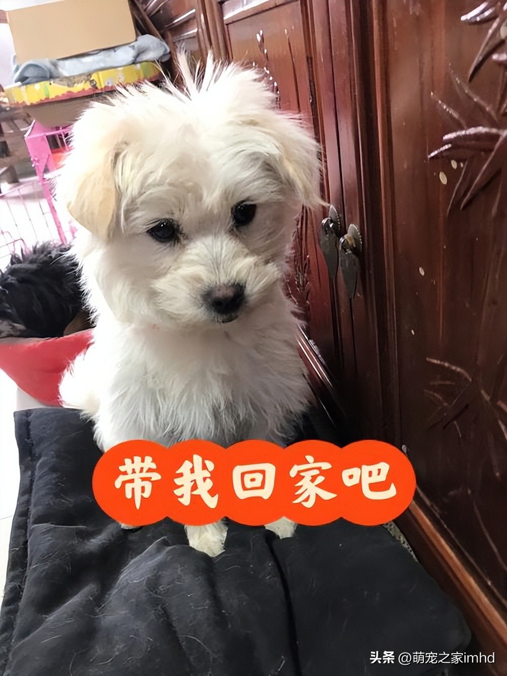 当你的狗不想动,如果一只狗狗不想养了怎么办