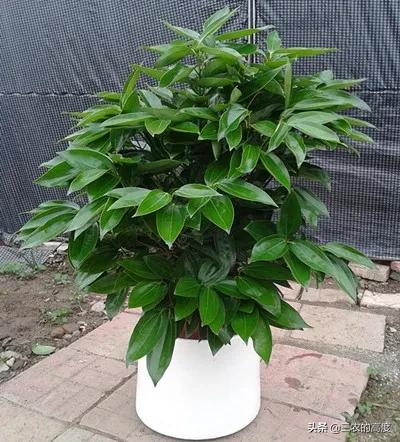 门前种这3种树家旺人也旺,门前种哪几种树旺人财