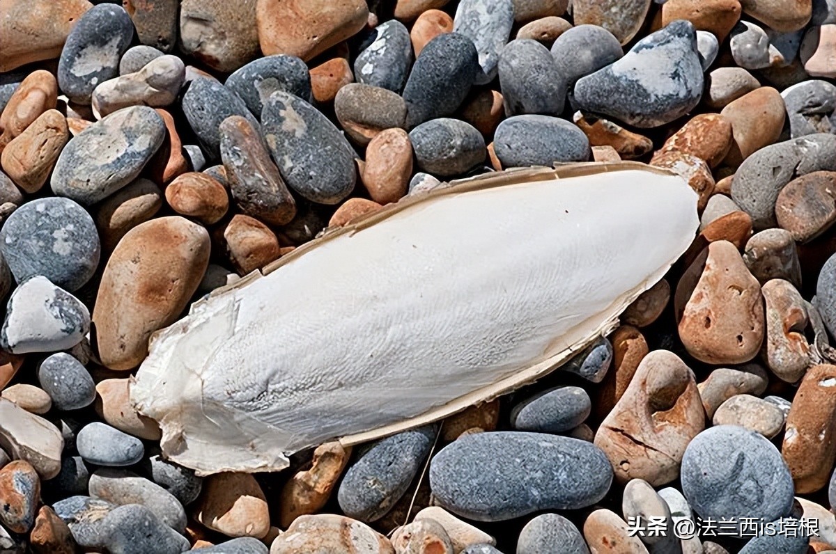 女子煮墨鱼没放墨汁似熬沥青,女子首次煮墨鱼没倒墨汁似熬沥青