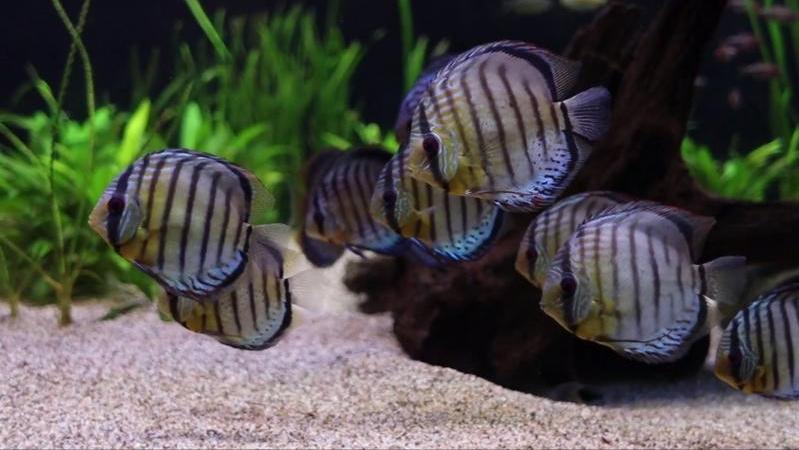 七彩神仙鱼繁殖期间可以喂食吗,七彩神仙鱼繁殖卵需要下什么药