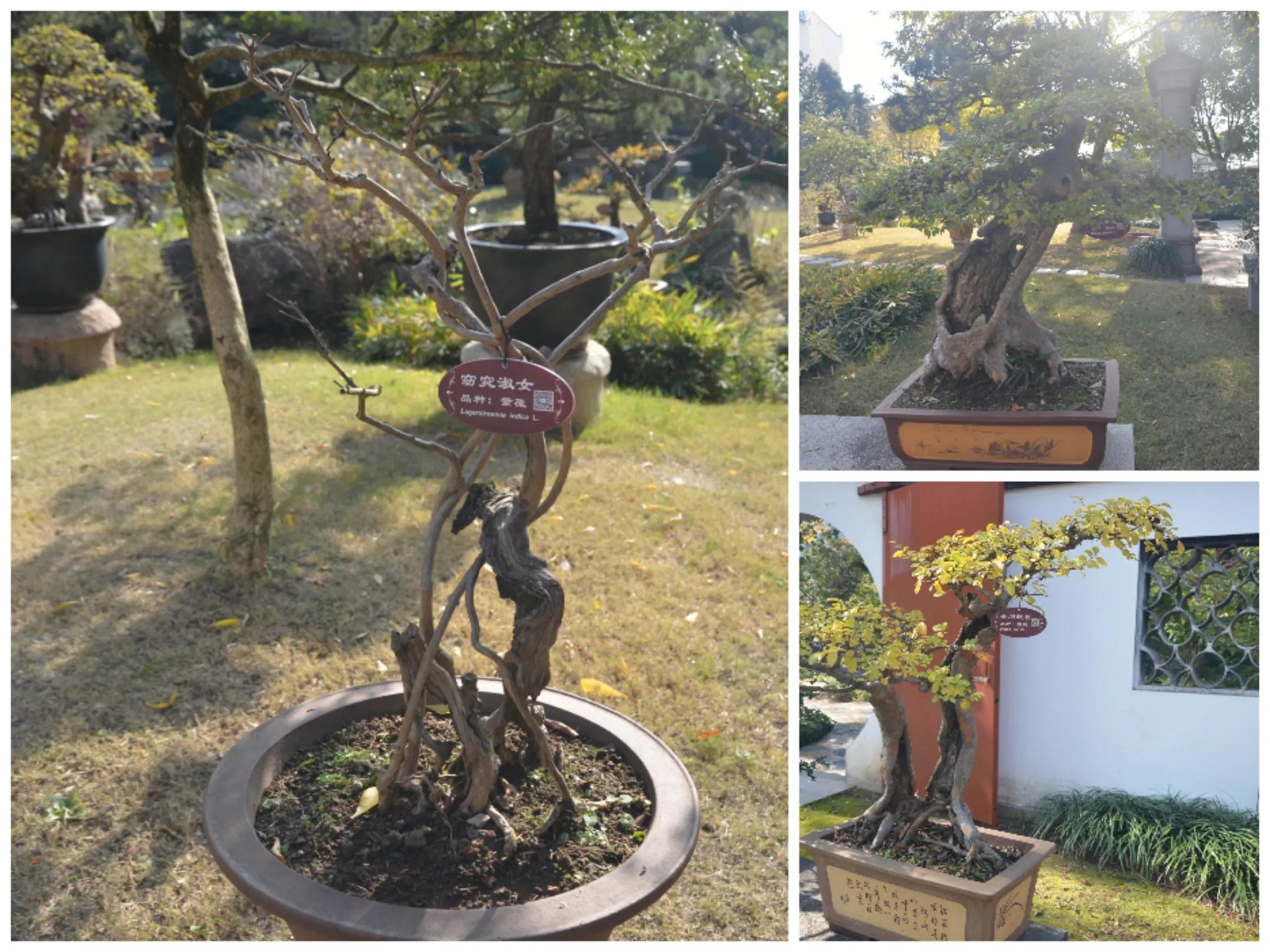 秋游醉白池旅游攻略,醉白池十大景点介绍