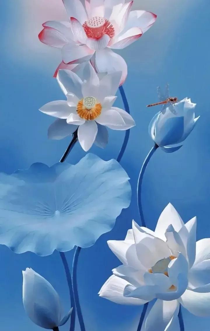 荷花壁纸手机超清全面屏,荷花千瓣莲唯美高清大图壁纸