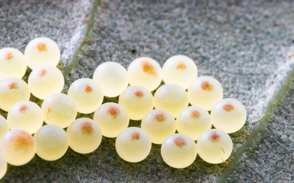 你家中有这几种小粒粒吗？虽然漂亮但危害却不小！发现千万不能留