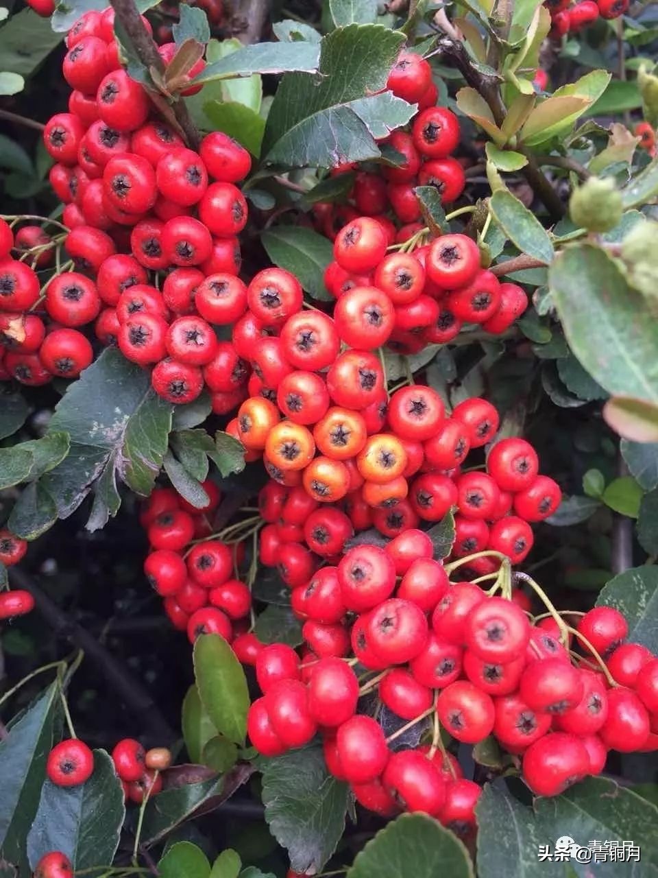 第15课窦跃生散文诗《砖头的艺术》（10万+课程老师讲义）