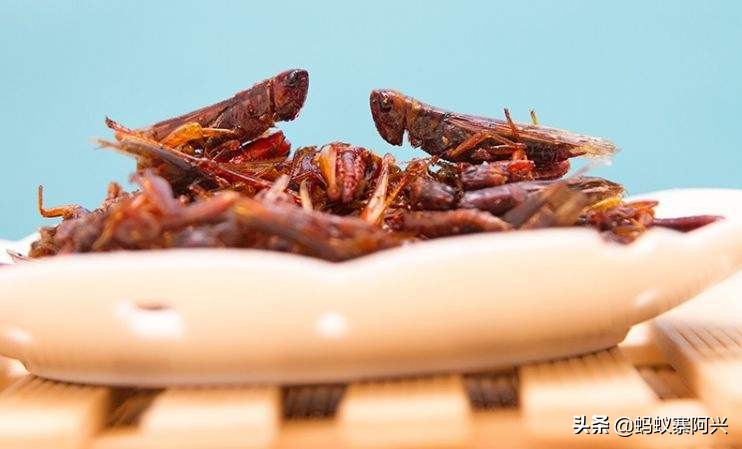 云南特色油炸虫有哪些,云南有哪些油炸烧烤的昆虫