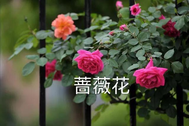 荼蘼花观赏特性,荼蘼花红色重瓣