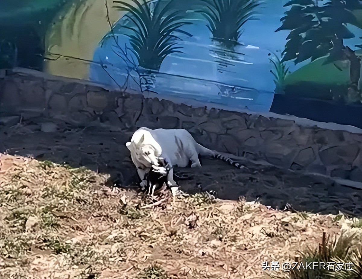 4月25日起，你的医保个人账户能给家人用了！​石家庄：出租车专项整治行动成效显著；石家庄功夫中甲套票开售