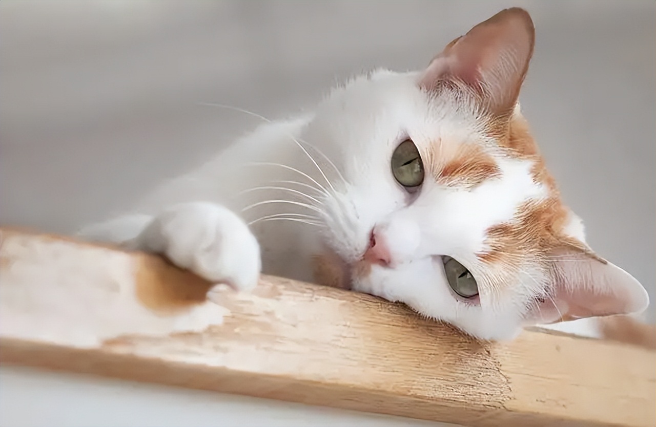 家猫被野猫揍了不理主人,家猫被流浪猫打自闭了