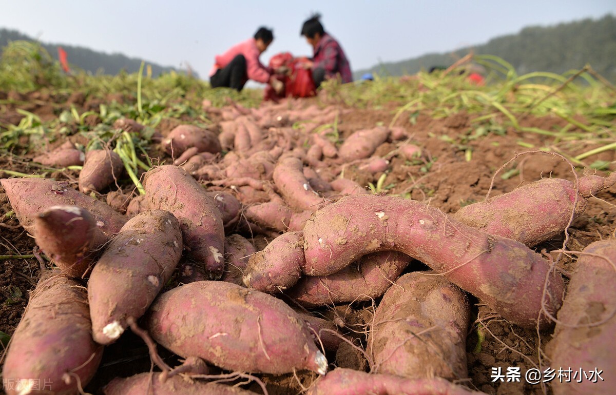 红薯倒插苗图片和正确方法,倒插红薯苗的种植方法