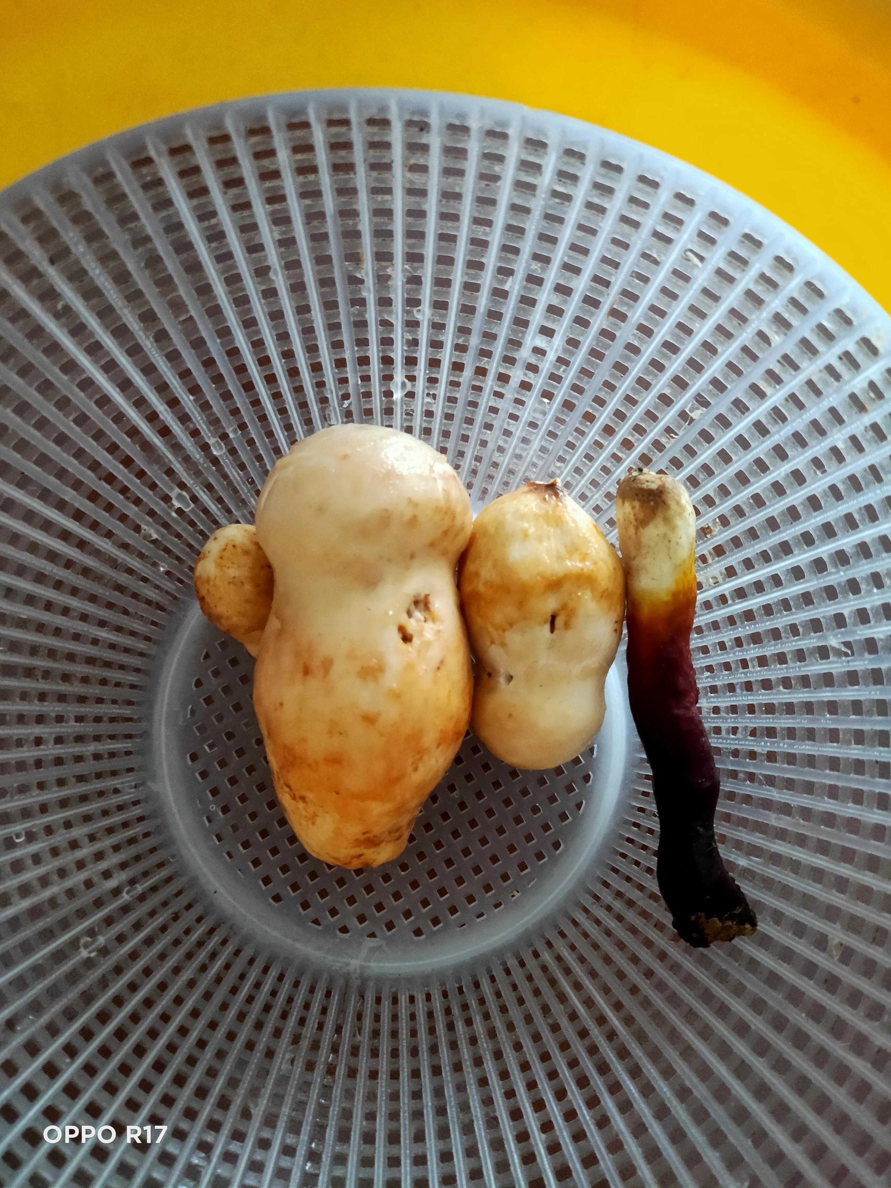 偶遇灵芝,有缘才能见到灵芝