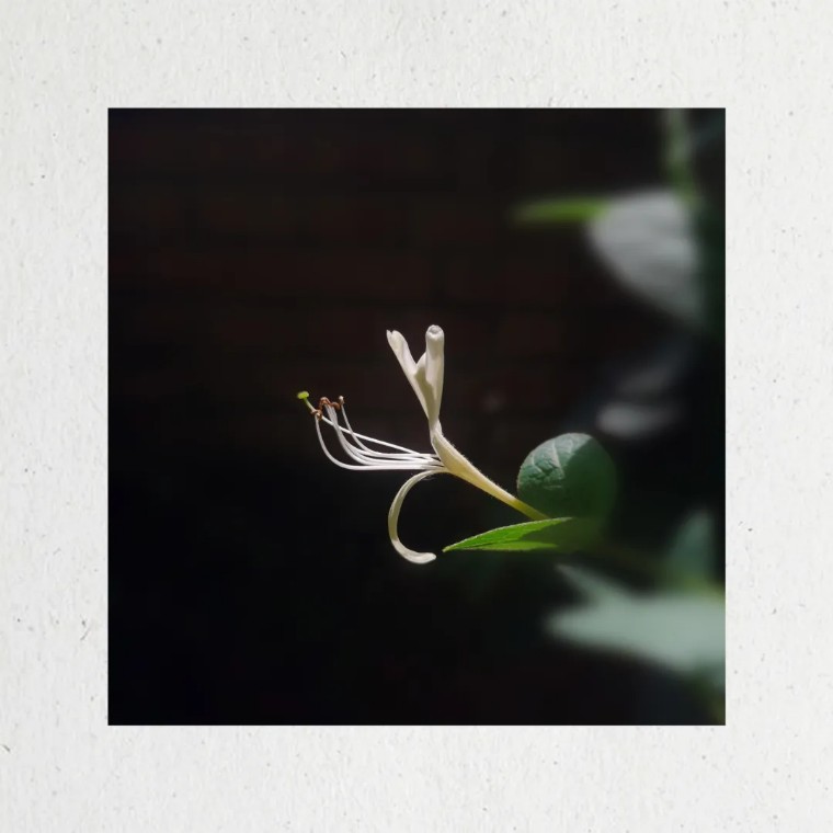 手机拍照：荷香四溢的摄影之旅！（影展点评第656期）