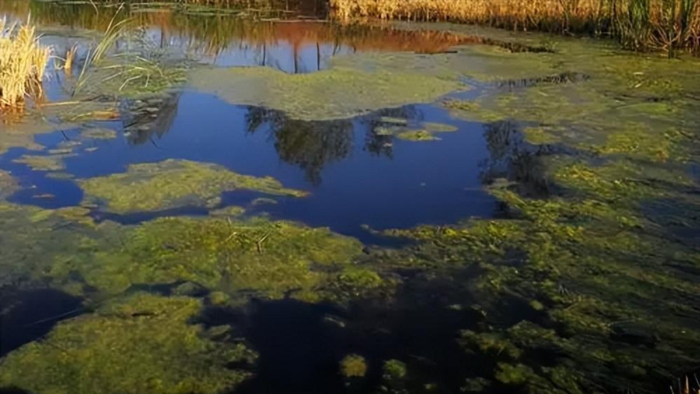 钓肥水鱼的三个注意事项,肥水鱼不咬钩怎么办