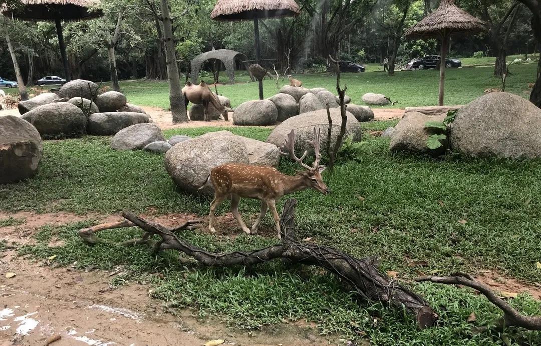 广州长隆野生动物世界有大象吗,广州长隆野生动物世界有多少动物
