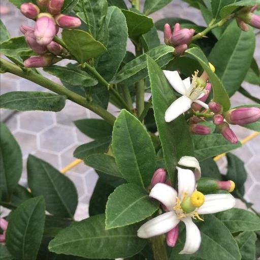 5种“女人花”，随便养一种，能养女人心，摘花泡茶，养颜健康