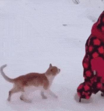 猫做核酸了么,猫核酸检测有必要做吗