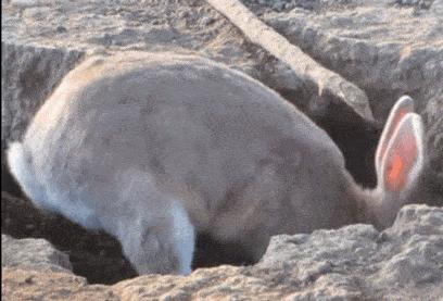 关于兔子以及兔子特征的英文对话,兔子短语英语