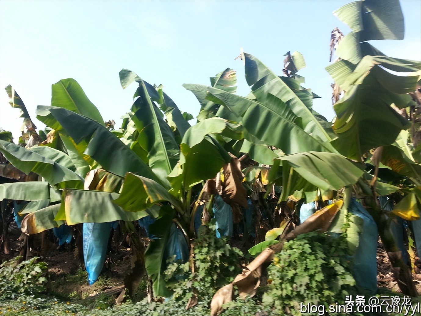 西双版纳磨憨自驾游攻略,自驾游云南版纳旅游攻略