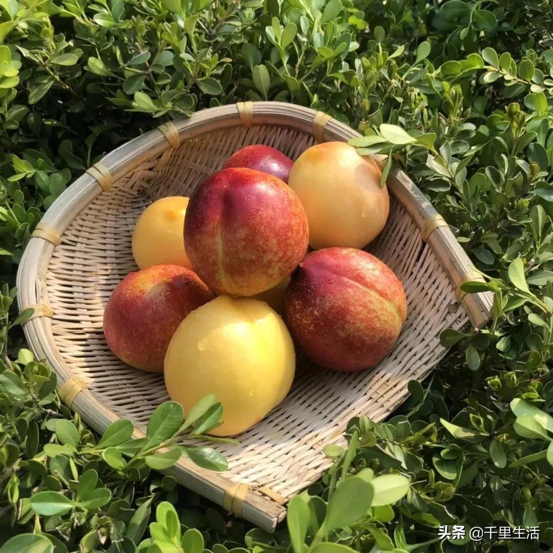 桃子熟了山东蒙阴黄桃,蒙阴蜜桃中国三大名桃