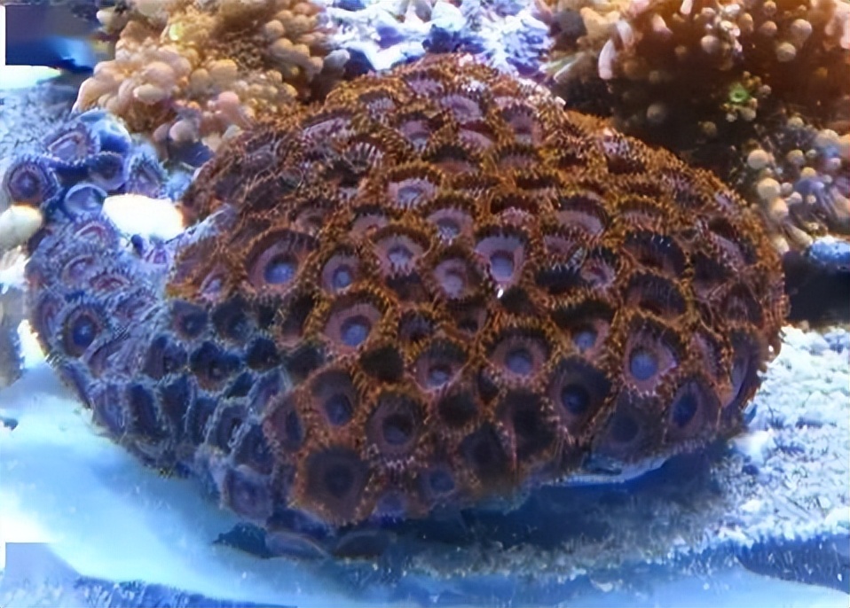 海水珊瑚缸鹦鹉螺,海水缸珊瑚视频大全