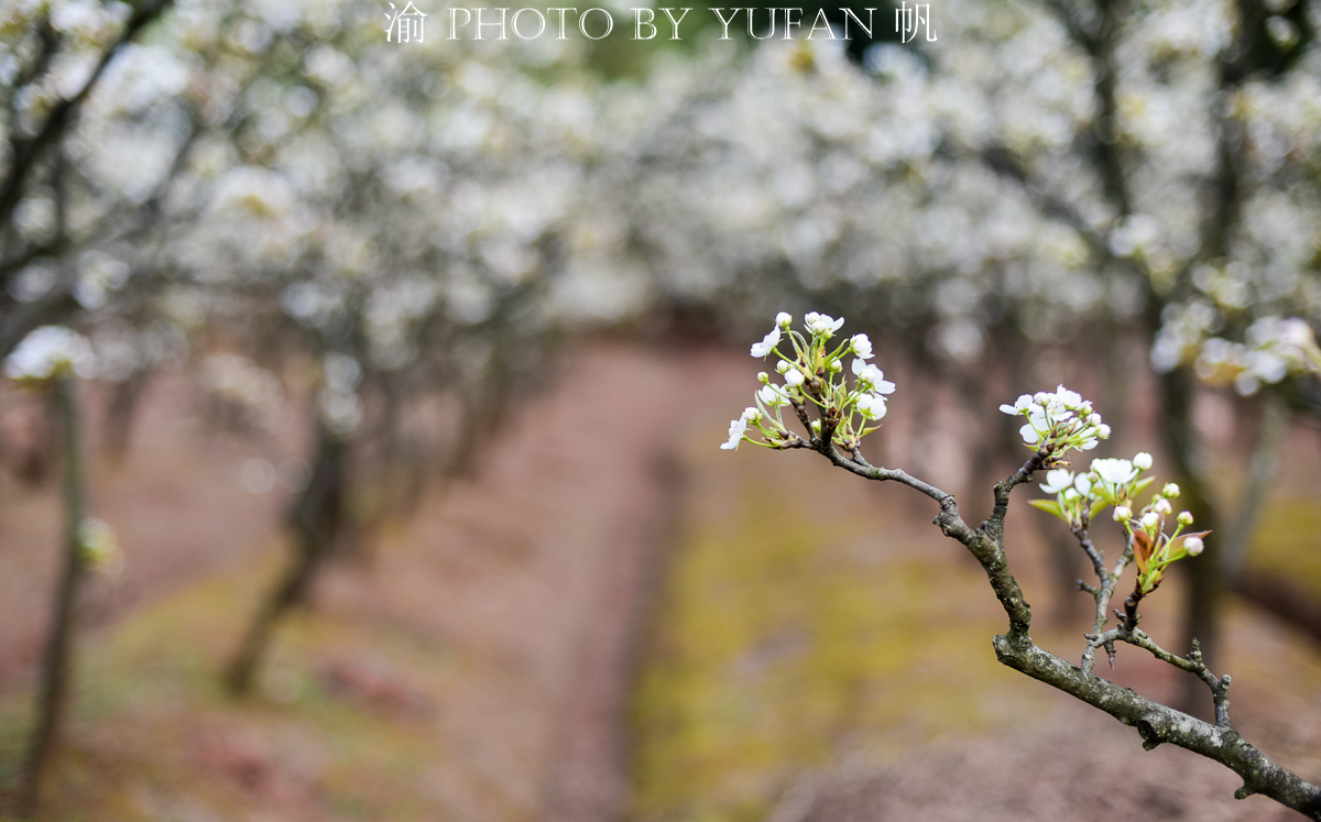 潼南油菜花旅游攻略,美好春日潼南赏花地图快来get