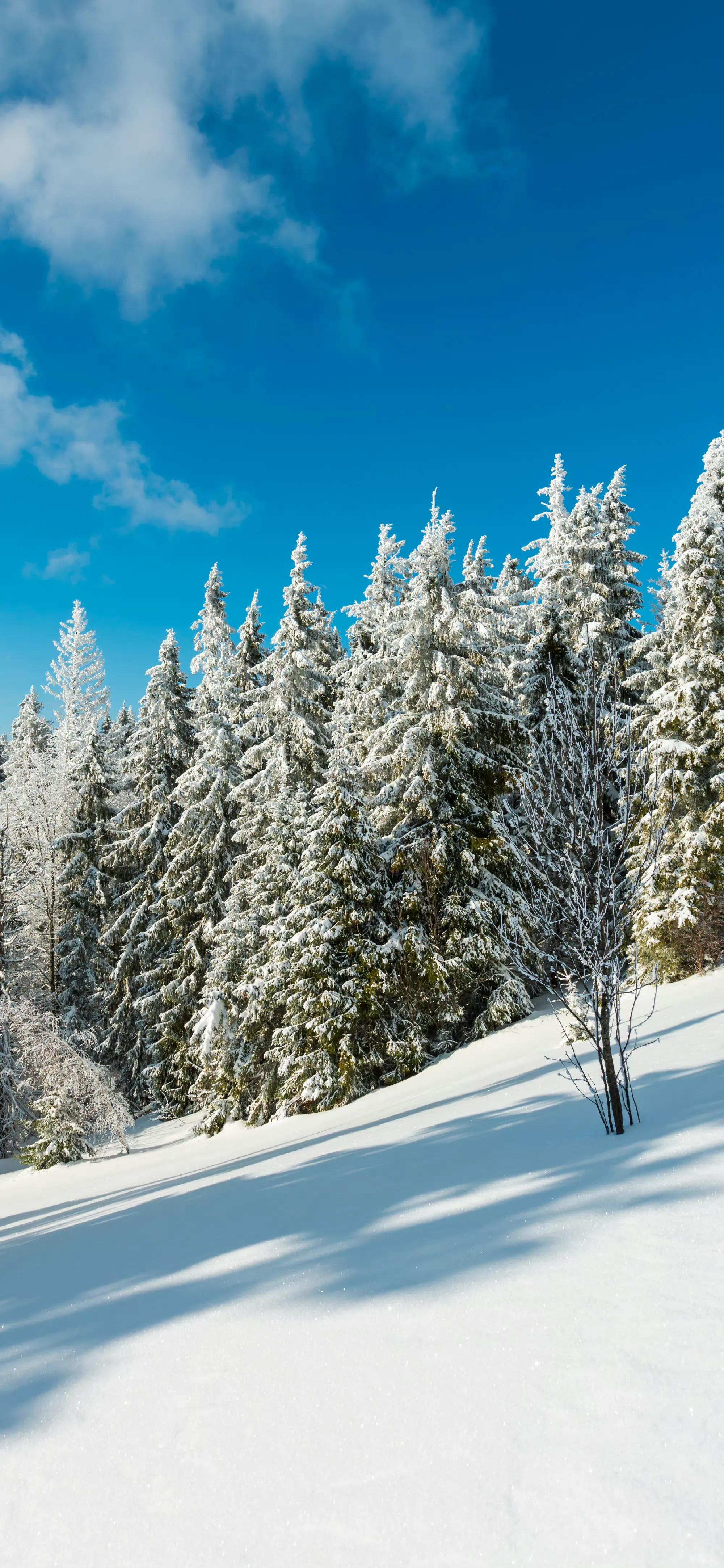 品读七首大雪诗词,大雪时节的唯美诗词
