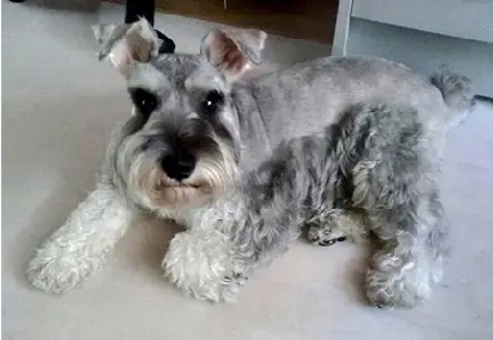 养狗一直不被狗抓,养狗不拴绳老是追人去哪里投诉