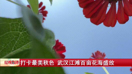 武汉随处而见的花海美景,武汉金黄花海