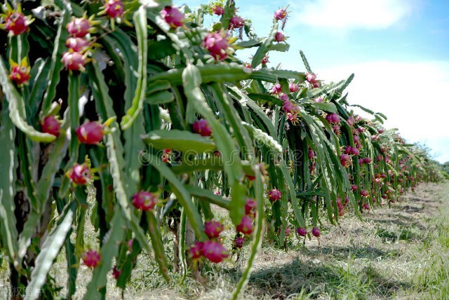 火龙果的种植条件和管理技术,火龙果的种植方法及注意事项