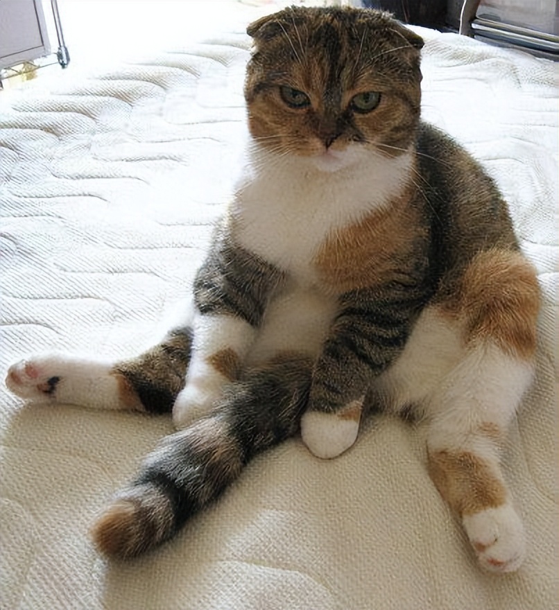 当猫咪过上人一样的生活,当猫和人一样生活