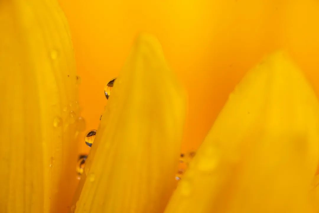 老蛙9mm全画幅镜头评测,老蛙100mmf2.8与2.9微距镜头