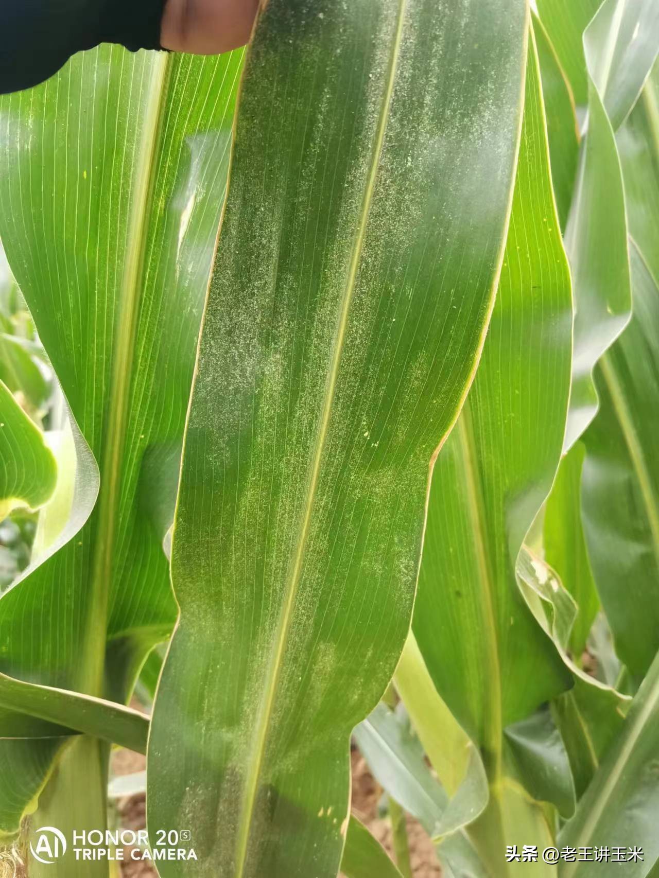 一招搞定红蜘蛛,红蜘蛛几点打好