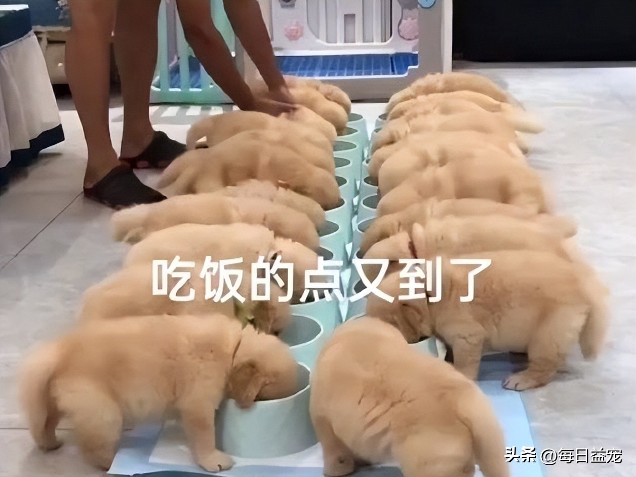 金毛生一窝19只,金毛一胎生了20只小奶狗