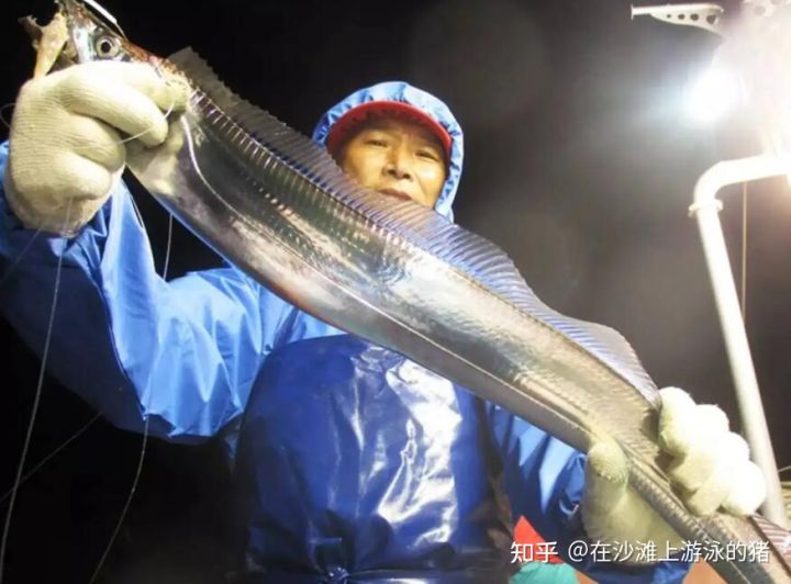 舟山海鲜带鱼几月最便宜,舟山带鱼真正的舟山带鱼