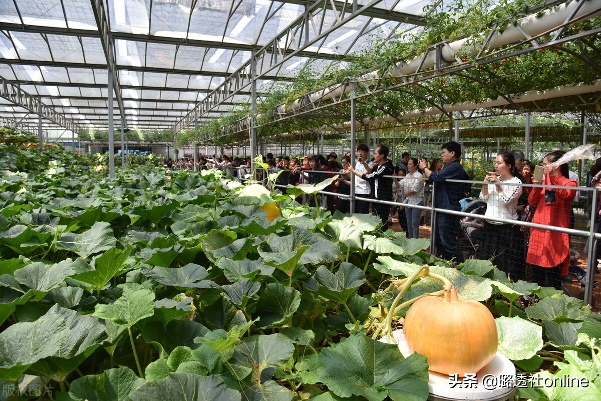 寿光是全国闻名远扬的蔬菜基地,寿光送菜300吨蔬菜