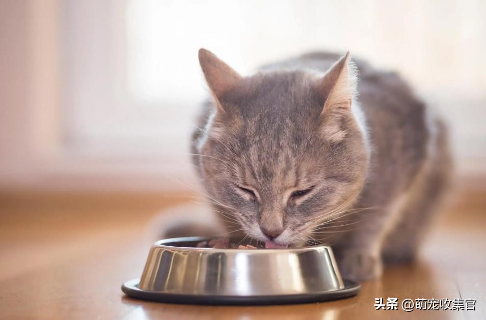 猫咪多少度算发烧?它自己会自愈吗?揭开猫咪的体温之谜!