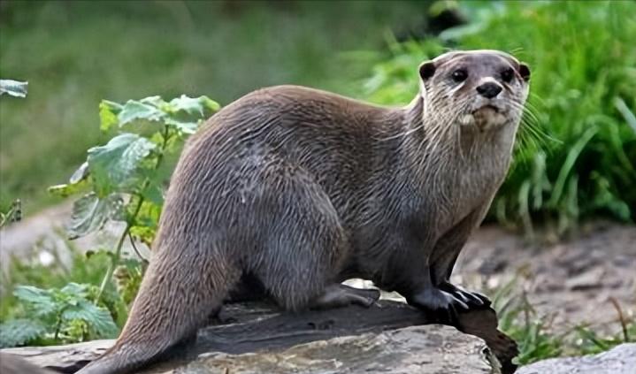 水獭建筑大师,动物界的建筑大师河狸