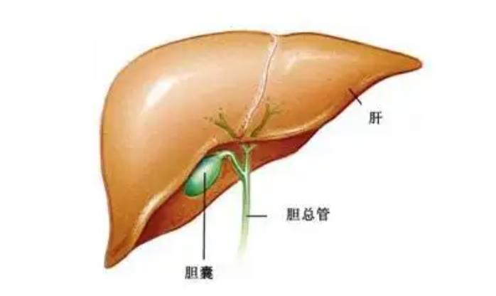 为啥有人一喝水就有尿,为什么有人一喝水就排尿
