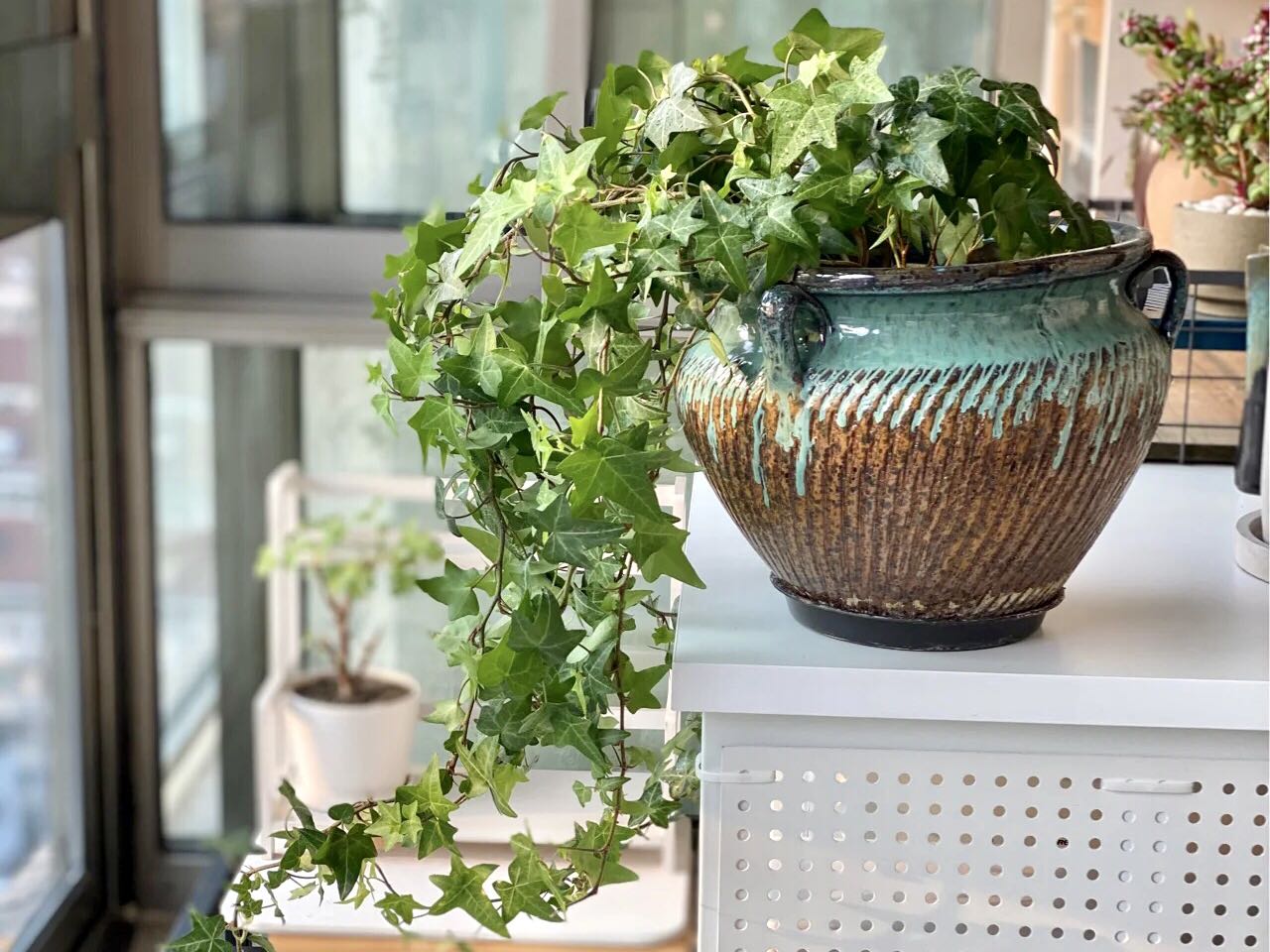 吸甲醛的绿植第一名央视,绿植去除甲醛靠谱吗