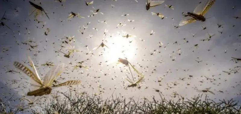 中国农民的智慧：用鸭子解决粮食危机