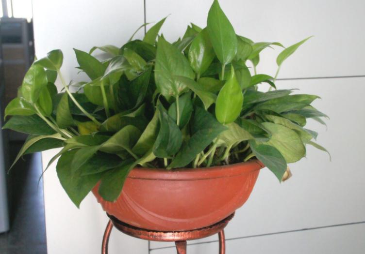 绿萝的养殖方法和注意事项详解,绿萝的养殖方法与注意事项图片