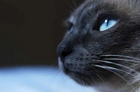 暹字怎么读,暹罗猫介绍拼音