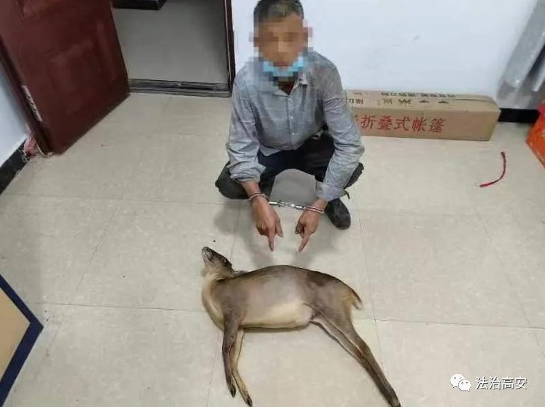 男子车内藏有一只捕抓的“麂子”，当即被抓捕！高安两男子“搞野味”被采取刑事强制措施