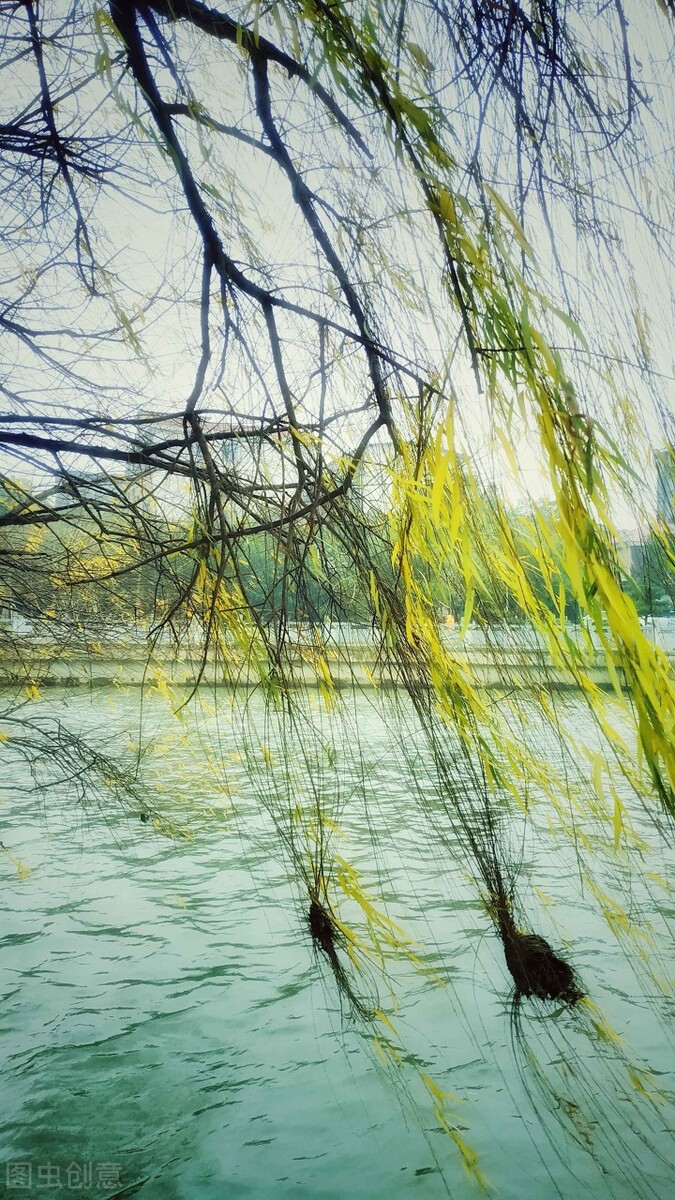 风吹杨柳万千条选段,风吹杨柳万千条指什么生肖