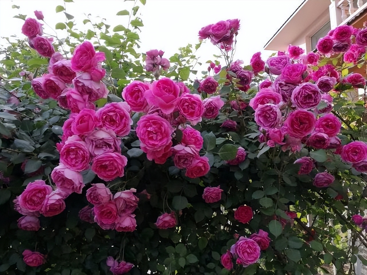 庭院种植满树花好不好风水,农村小院栽什么树旺宅