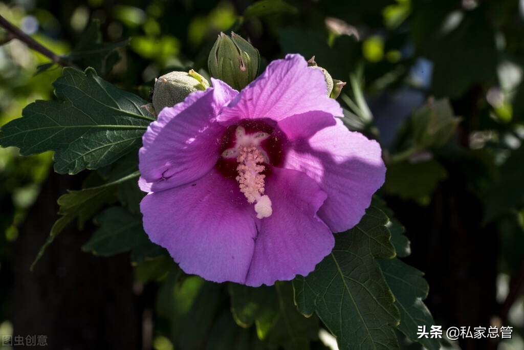 我喜欢现在的自己拼音,我喜欢现在的自己歌曲