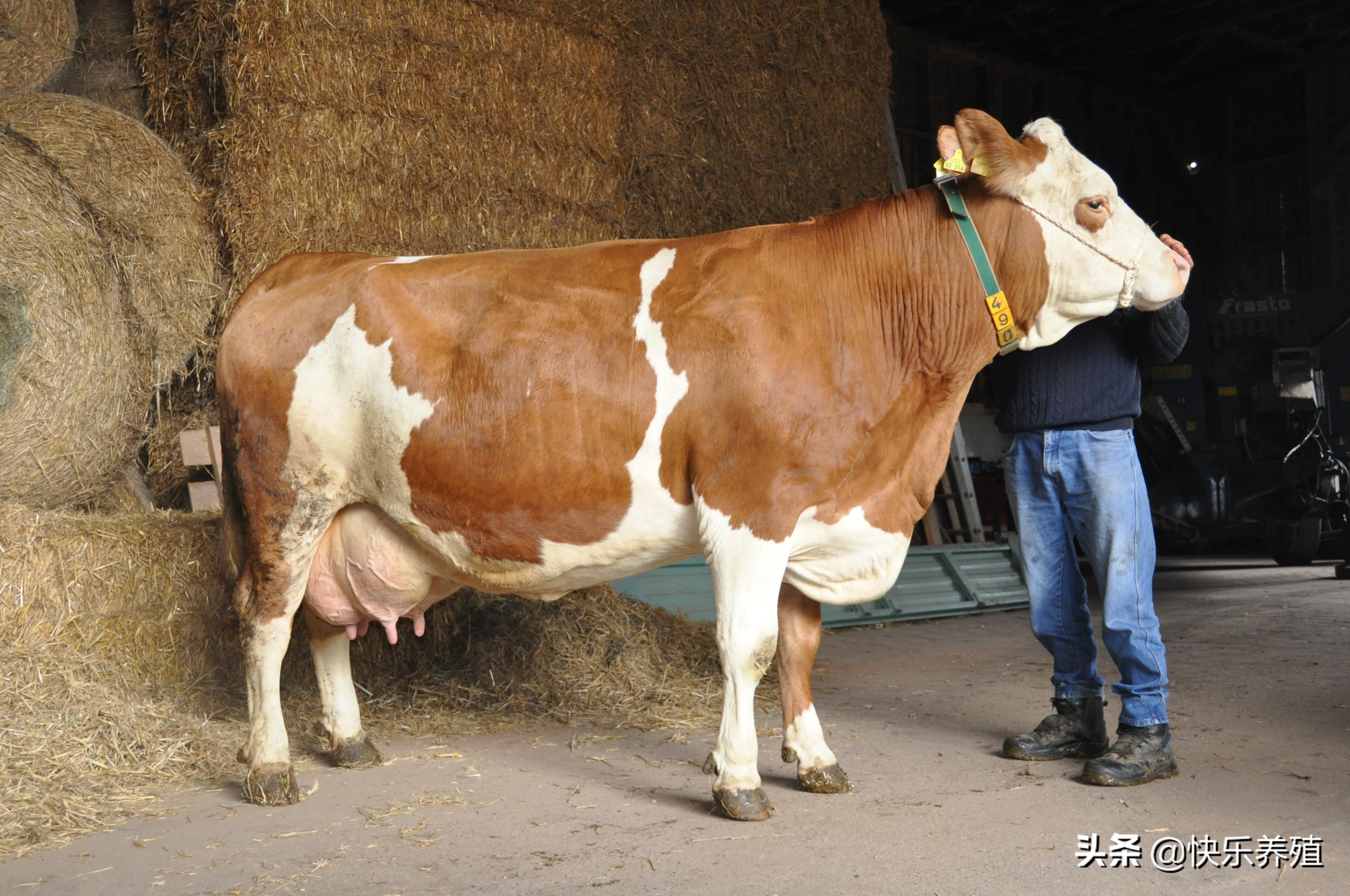 养母牛麻烦吗,养母牛的十大禁忌