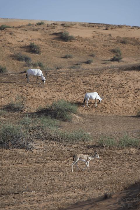 阿联酋丽思卡尔顿,阿联酋野奢帐篷