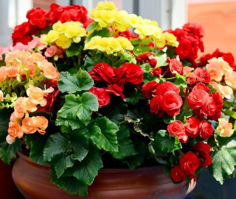 适合新手养的花春天,5种坑人的花你知道有哪些