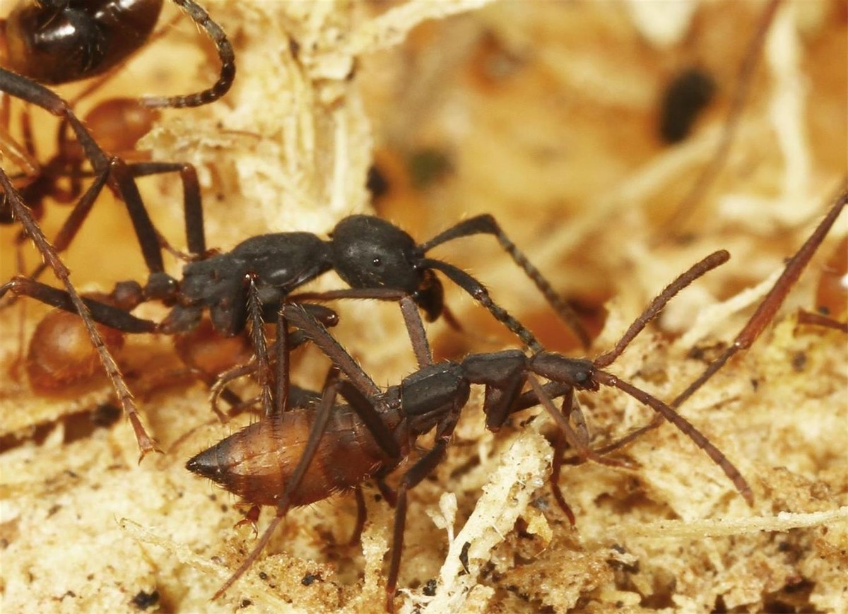 澳洲连蚂蚁都是狠角色？父子露营发现蚂蚁撕咬毒蛇，差点只剩白骨