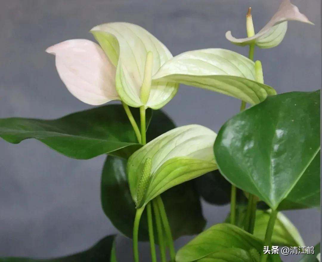 白鹤芋不开花别急着扔,“5步骤”矫正养护,叶子油绿花开不断